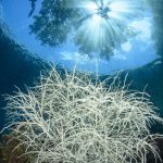 151217-D7100_RAJ2562