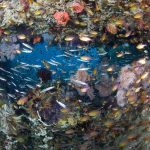 Fish soup in Triton Bay by Gordon Tillen