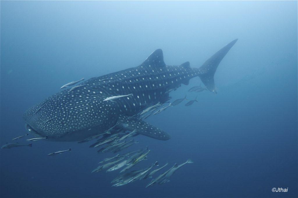 Triton Bay Whale Shark