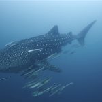 Triton Bay Whale Shark