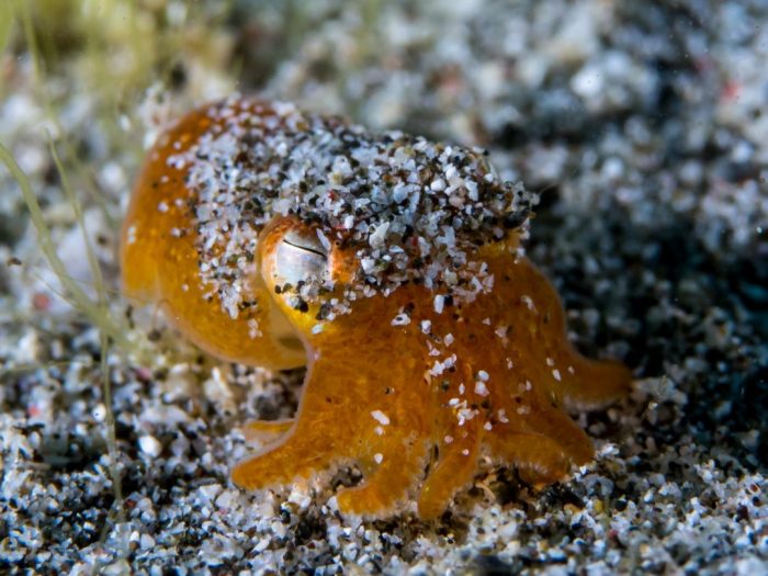 Dykning ved Pulau Rao og Morotai
