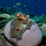 anemone fish diving weda resort halmahera