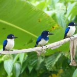 blue and white kingfisher weda resort halmahera 3