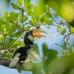 blyths hornbill weda resort halmahera 2 1