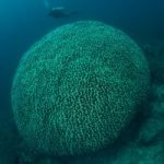 coral dome weda resort halmahera indonesia 200x300 1