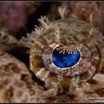 crocodilefish diving weda resort halmahera