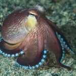 Tompotika Under water Wide angle51