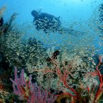 Tompotika Under water Wide angle78