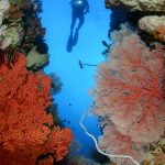 Tompotika Under water Wide angle81