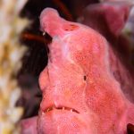 frogfish