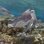 Cuttlefish