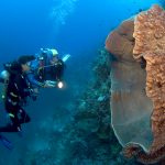 Divers with their own dive guide are able to maximize their underwater experiences.