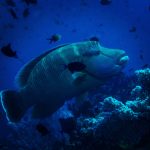 IMG_20181016_202008_726