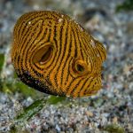 20863395_10155650123303928_6370076137820581046_o