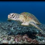 Kalimaya Diving_WIDE (1005 of 8)