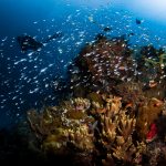 Kalimaya Diving_WIDE (1006 of 8)