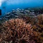 Kalimaya Diving_WIDE (1007 of 8)