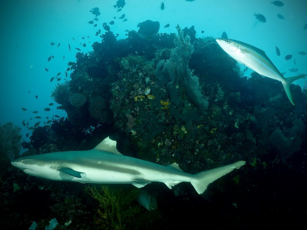 5. Black tip reef shark