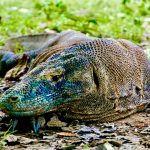 6. Komodo Dragon
