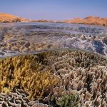 7. Spectacular coral reef