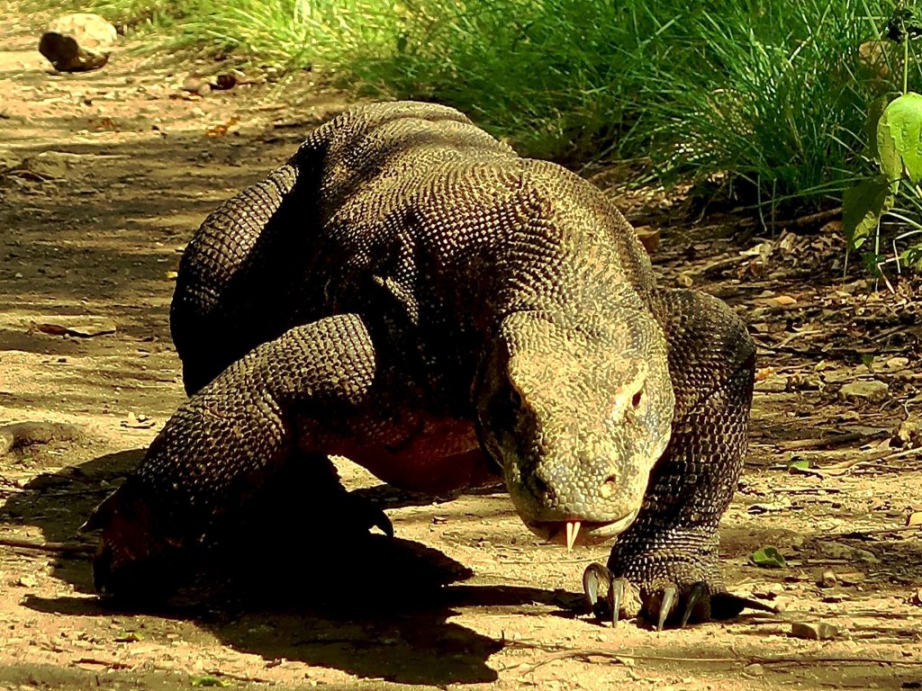 8. Komodo Dragon