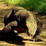8. Komodo Dragon
