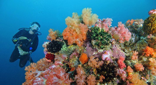 Gili Asahan Eco Lodge Diving Dive Zone 3