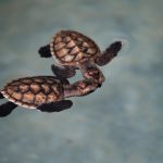 Gili-Asahan-Eco-Lodge-Turtles_title