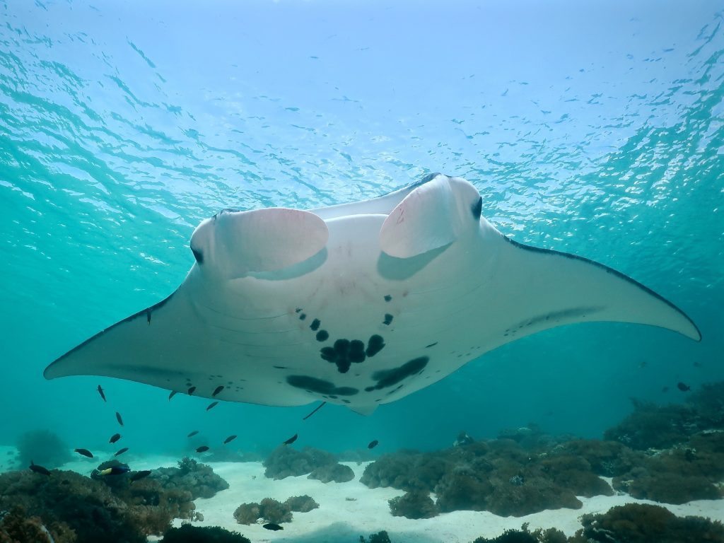 1. Giant manta close up