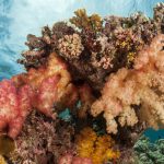 Dendronephthya sp.
Weichkorallen

an frei stehendemKorallenstock

Bandasee, Insel Selayar, Südsulawesi, Indonesien