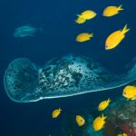 4450Selayar_UW 02 Kopie