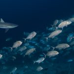 4960Selayar_UW 61 Kopie