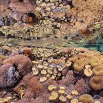 5. Prisitne coral reef