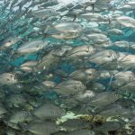 Caranx sexfasciatus
Großaugen-Stachelmakrele

Bandasee, Insel Selayar, Südsulawesi, Indonesien