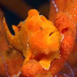 5530Selayar_UW 27 Kopie