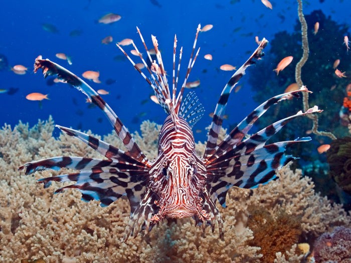 19 lion fish 1 e1647443642515