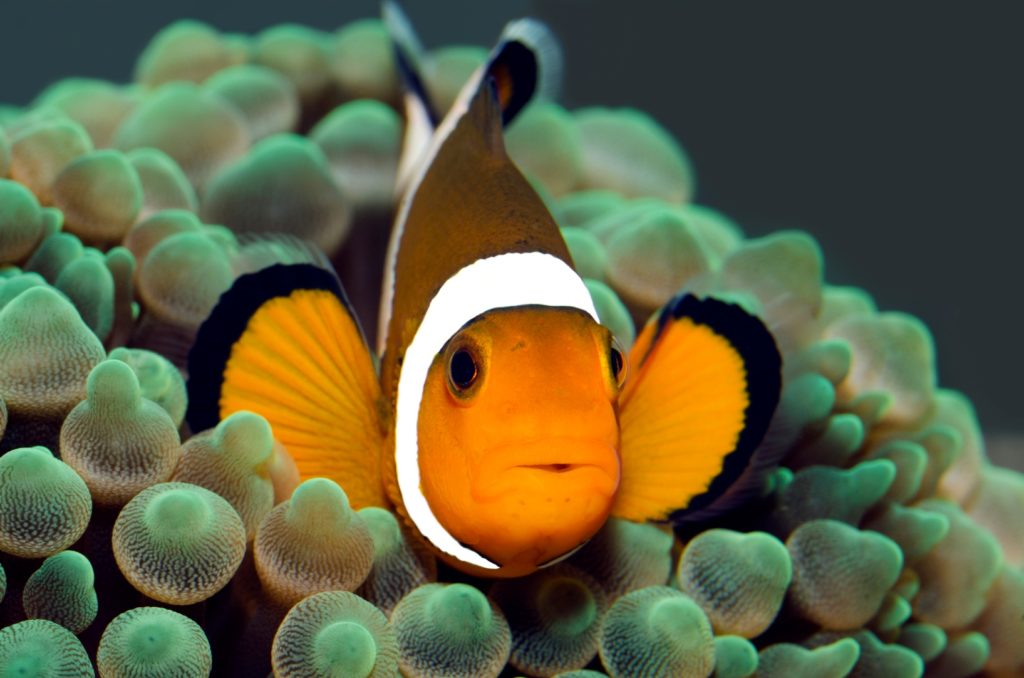 Clownfish