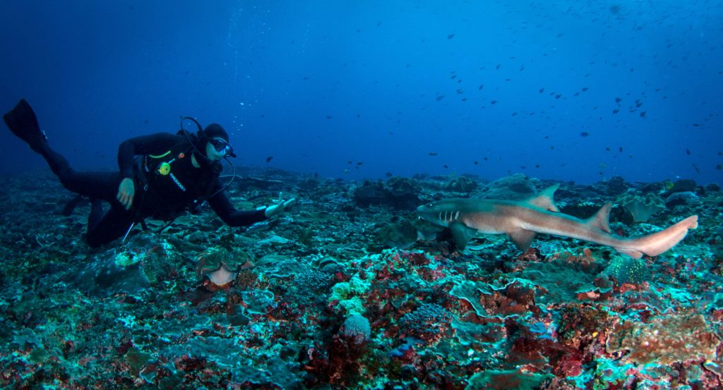 Gede Bamboo Shark