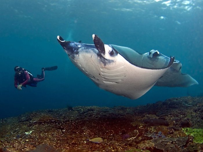 Manta and diver Penida e1624393760300