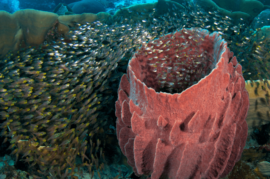 Barrel Sponge glass fish photo Steve Rosenberg