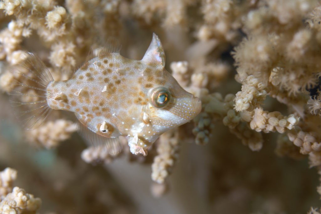 Juvenile filefish photo by Richard Smith