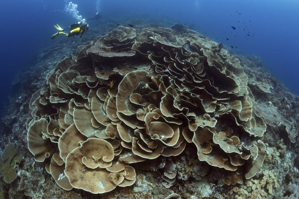 Roma dive site photo Walt Stearns R4A0757