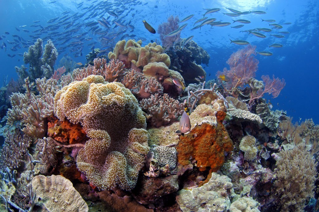 Wakatobi Reefs 10