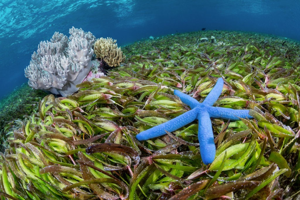 Wakatobi shallows seagrass marco Fierli