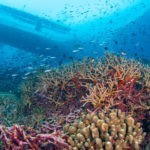 Wakatobi dive site Zoo