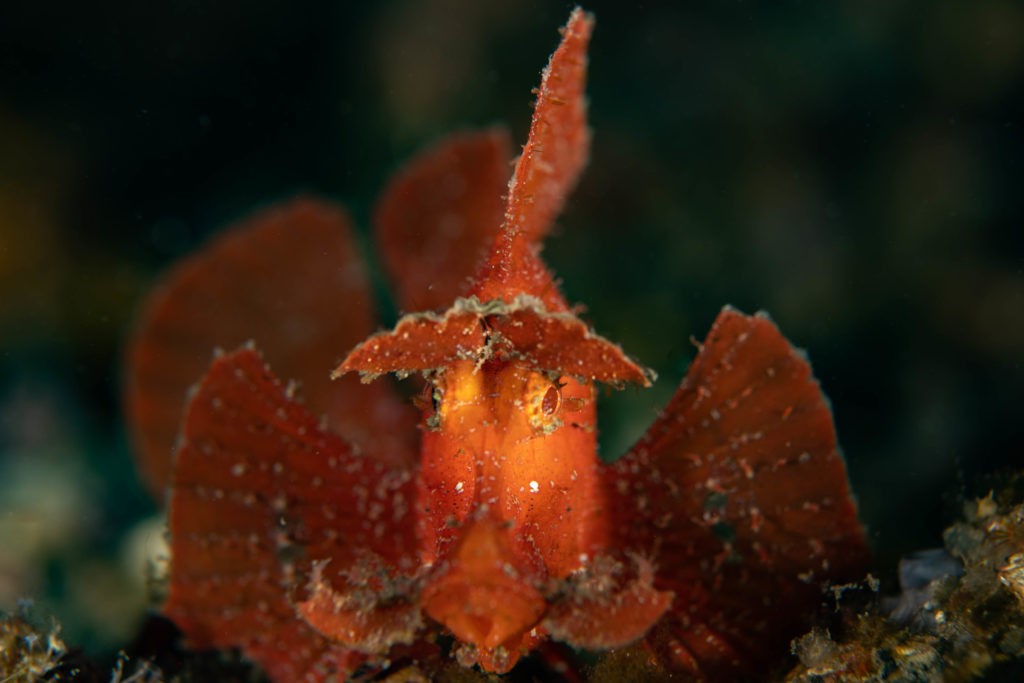 1 NAD Lembeh Underwater