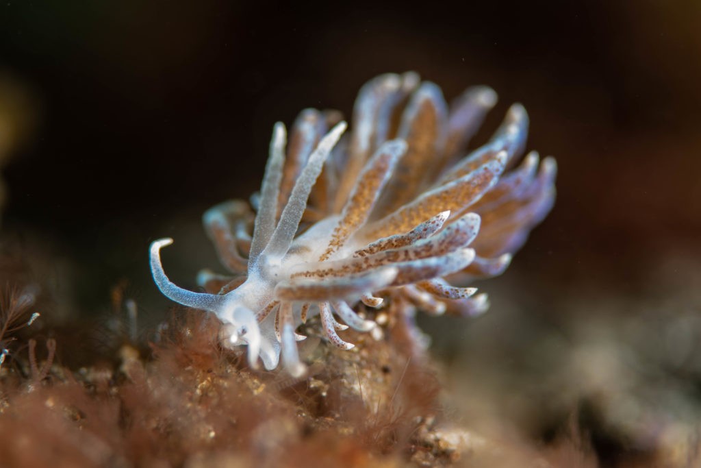 14 NAD Lembeh Underwater