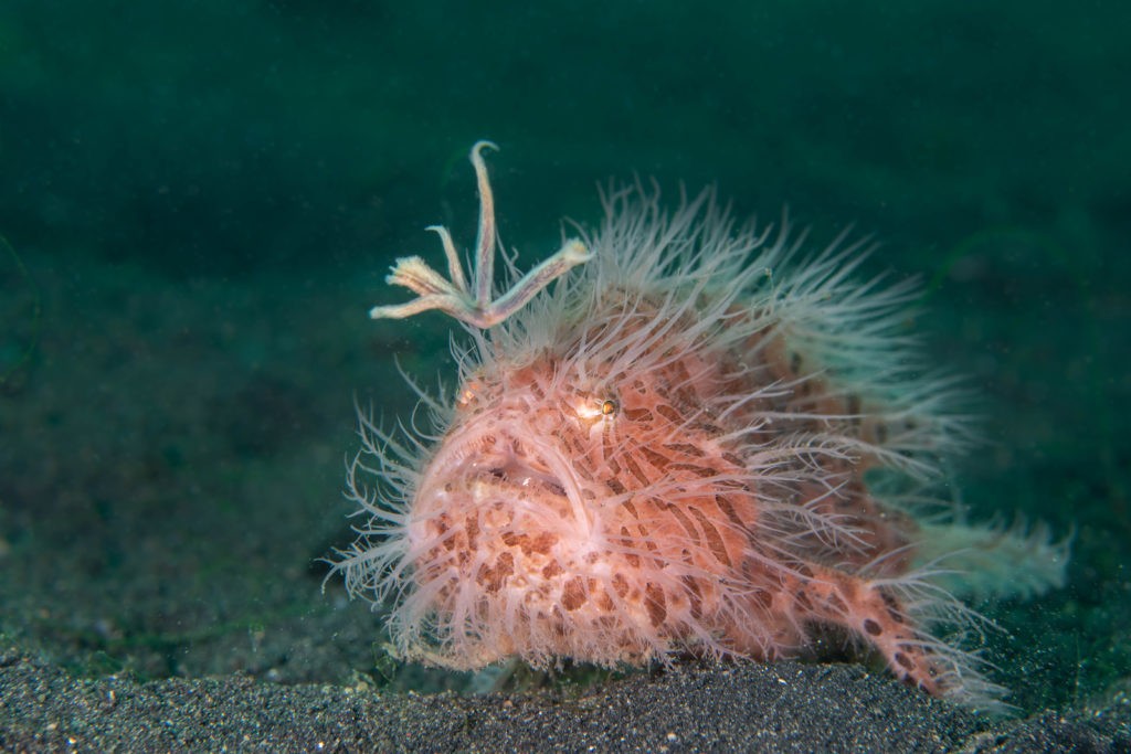 16 NAD Lembeh Underwater