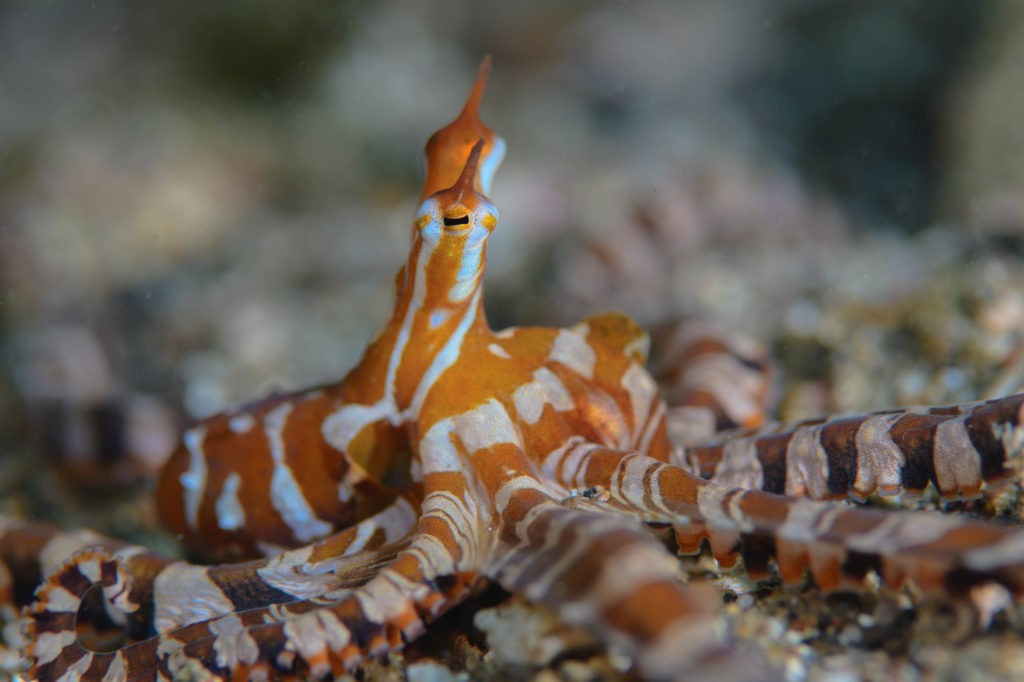 2 NAD Lembeh Resort Underwater