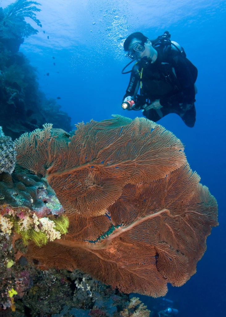 Diver seafan Bunaken